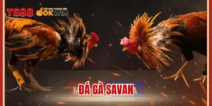 đá gà Savan